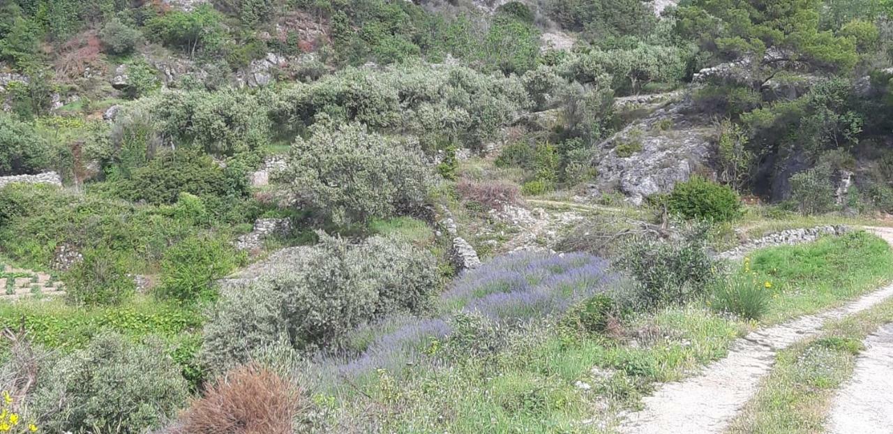 Hotel Kuca Za Odmor Dobrila Jelsa  Esterno foto